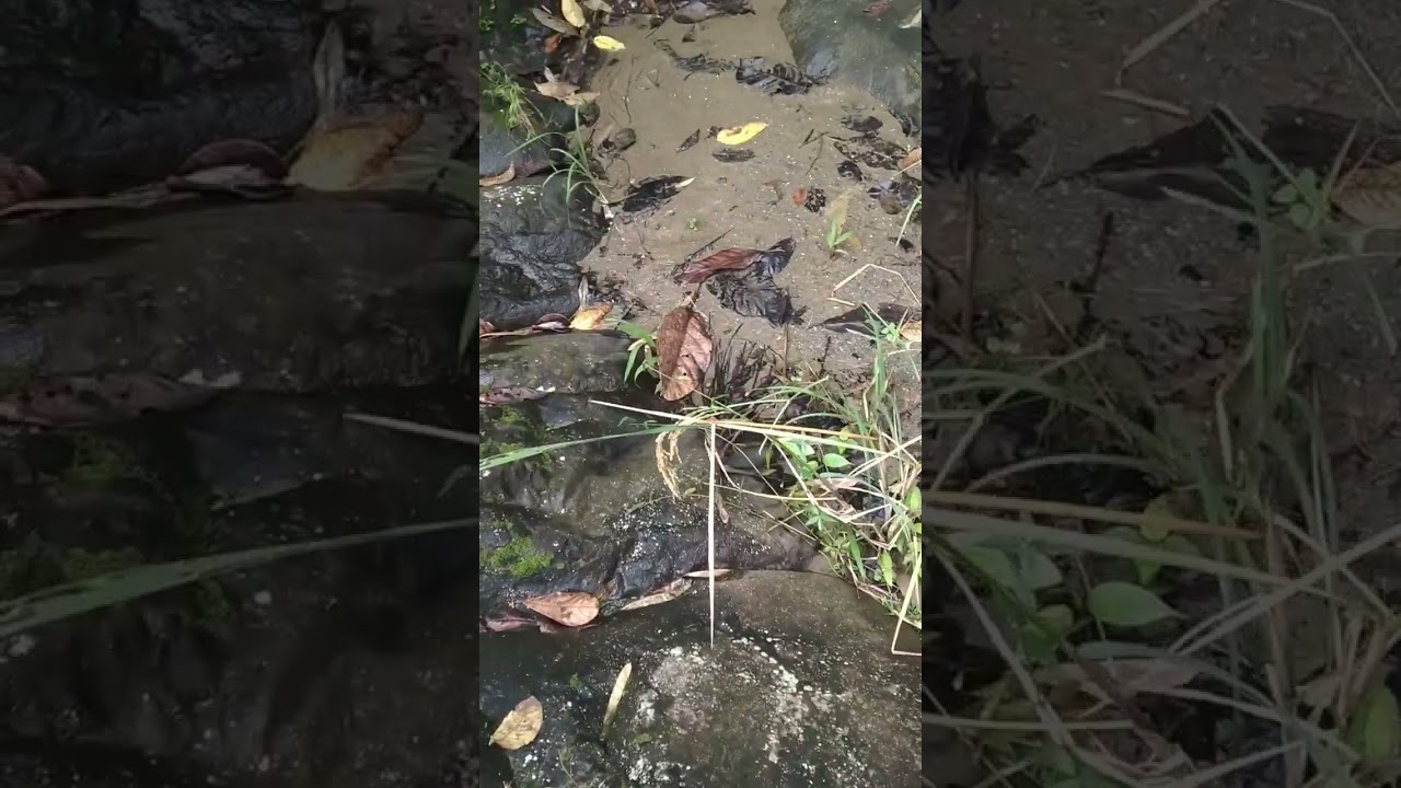 Air Terjun Helaowo yang terletak di Sungai Gomo Kecamatan Boronadu Kabupaten Nias Selatan