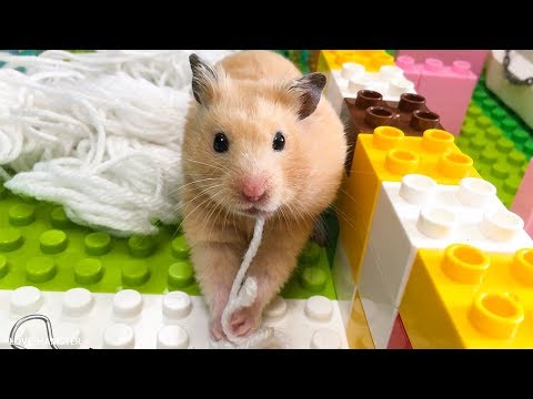 Hamsters Funny Moments 🐹 Behind The Scenes of Love Hamster Channel
