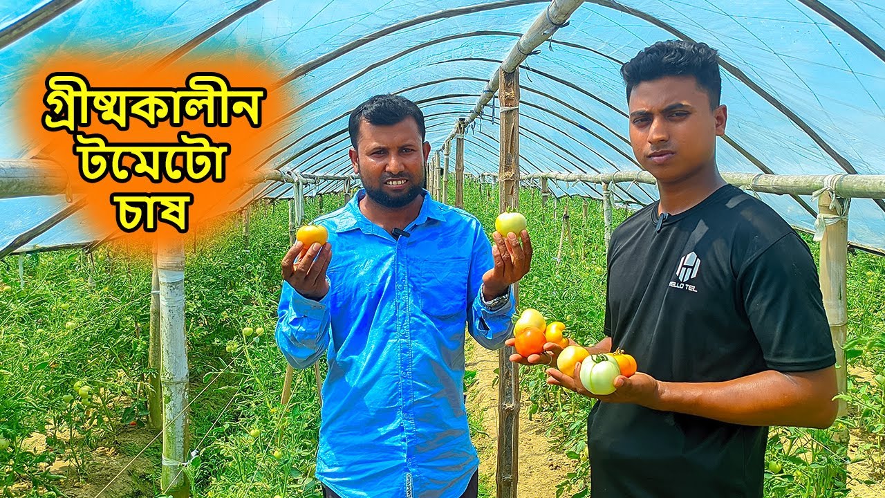 সামার টমেটো চাষ | ম্যাক্সিম এগ্রো