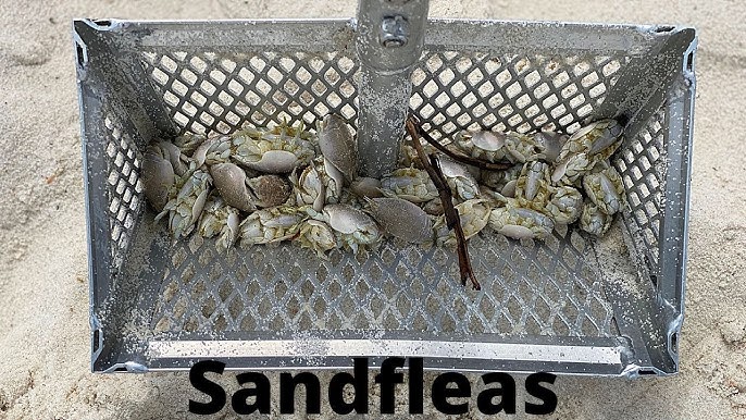 These Giant Soft Sand Crabs catch way more fish than other baits