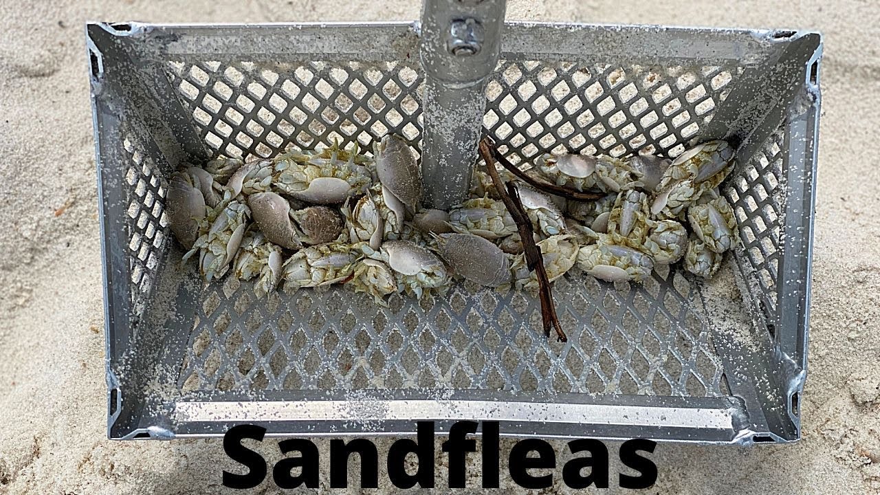 HOW To Catch SAND FLEAS For Beginners! 
