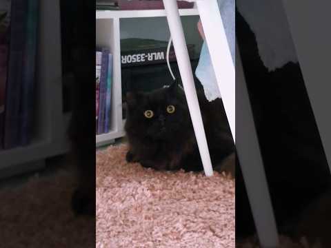 Послышалось? 🙀 #cat #catvideos #catlover #kitten #kitty #cutecat #funnycat #animals #котики #кот