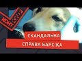 Скандальна справа Барсіка (Випуск 88) | Контролер