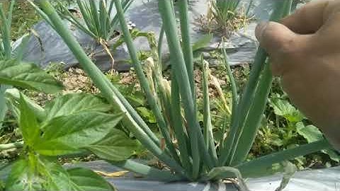 Hama perusak daun bawang, dan cara mudah menanganinya