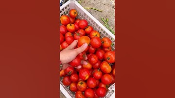 petani desa panen tomat sangat memuaskan #shorts