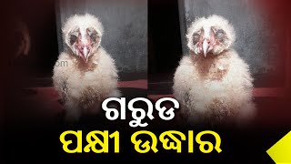 Locals Rescue Rare Bird In Puri, Hand Over To Forest Department || Kalinga TV