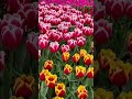 From my camera roll to your feed 🌷📱Keukenhof, Netherlands #travel #keukenhof #netherlands #tulips