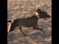 Blue Lacy Dog Running at Full Speed