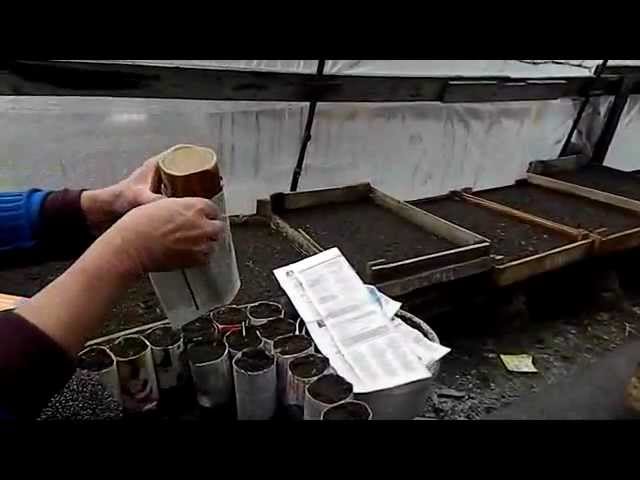 делаем бумажные стаканчики для расcады.flv