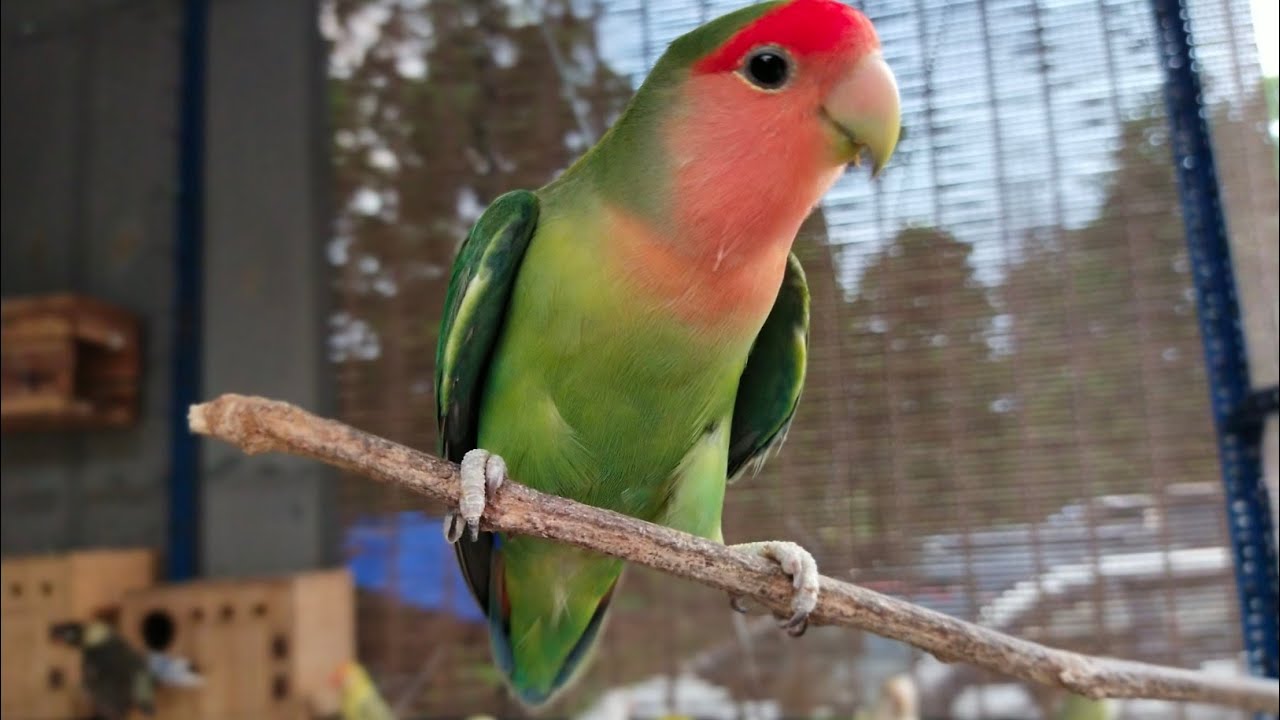 Funny green cheek conure & my colony lovebird - YouTube