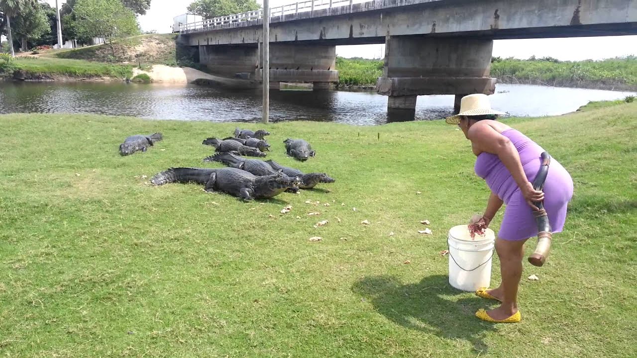 Jóias Do Pantanal Dona Maria Chamando Jacarés Youtube