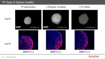 3-D Organoid Models for Differentiation of PSC-Derived Dopaminergic Neurons