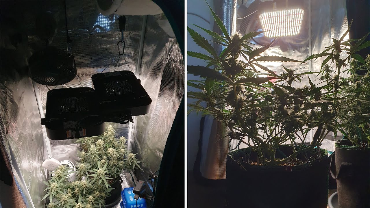 Endlich Grow Zelt! Mars Hydro 60x60, Prima Klima AKF, Silent Axial Abluft & Low Stress Training