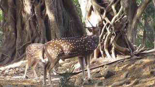 Male Spotted Deer Call Hd