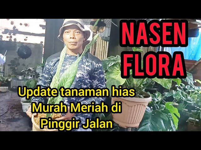 UPDATE TANAMAN HIAS MURAH MERIAH ADA DI PINGGIR JALAN class=