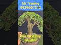 MR TRƯỜNG | #0939607312 | KIM QUÝT THÀNH PHẨM LŨA ĐẸP GL 3TR9... #bonsailuctinhmientay  #kimquyt