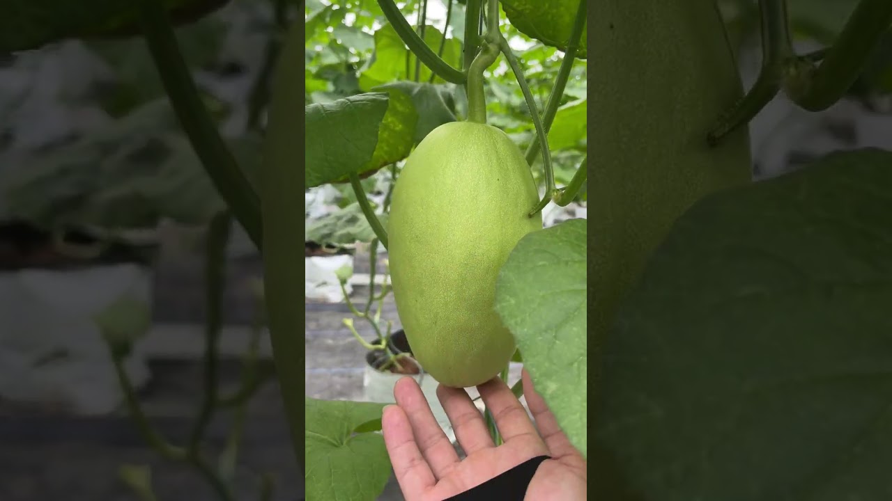 Chia sẻ thêm về đặc tính giống dưa lưới #DIVA15