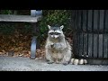 WILD ANIMALS Living in Your City Right Now!