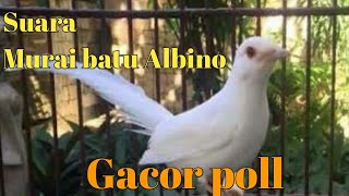 Suara Murai Batu Albino gacor