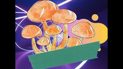 Sensational Music for Redefined Vibes