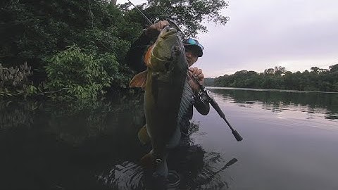 Peacock Bass on BFS Gear!
