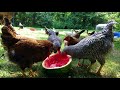 Get up close &amp; personal with Adorable Chickens &amp; Ducks devouring an entire watermelon!