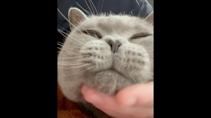 Watch the video about The sound of a happy cat