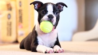 Boston Terrier Puppies - Week 9 by BrownstoneBostonTerriers 31,005 views 9 years ago 51 seconds