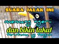 suara jalak kebo paling ngeri bikin takut