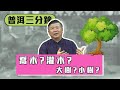 【普洱三分鐘】難度 : 入門 / 普洱茶大樹? 古樹? 喬木? 灌木?