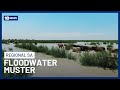 Cattle In SA Outback Make Interstate Trek Through Floodwaters | 10 News