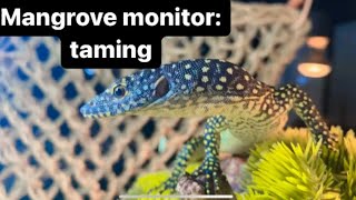 Mangrove monitor: taming and socialising #1