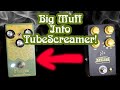 Big Muff into TubeScreamer IS THE CORRECT WAY!
