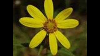something is happening- herman's hermits