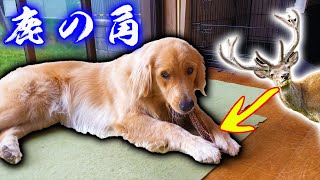 ゴールデンレトリバーのまるに鹿の角をあげてみたら・・・？