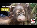 Baby orangutan tegars story   four paws australia