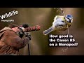 Monopod for Wildlife and Nature Photography? | Canon R5