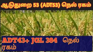 ஆடுதுறை 53 நெல் ரகம்|ADT 53Paddy details|Tamil|Life is line|