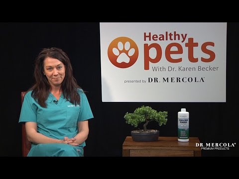 Dr. Becker Discusses How to Remove Pet Stains and Odors