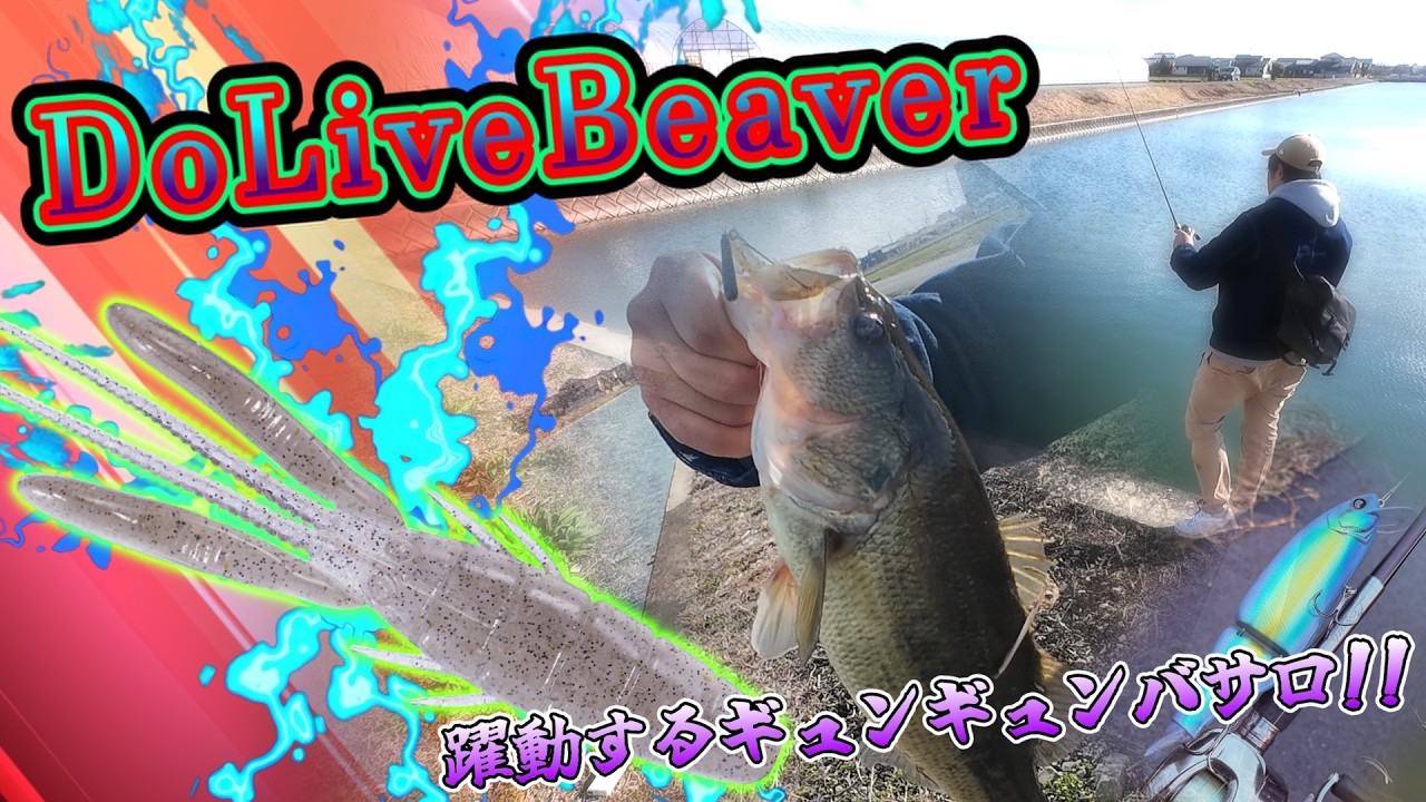 【バス釣り】そこで釣れたのは、初めて！O.S.Pのドライブバーバー、小さいのに威力無限大！今回はあの方とバス釣り楽しんで来ました！【Black　Bass】【柳川クリーク】