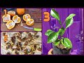 How to Grow Orange tree from seed faster