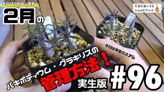 【塊根植物/多肉植物】#96 - 2月のパキポディウム・グラキリスの管理方法(実生版）【グラキリス】