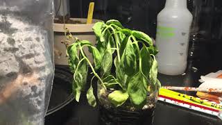 Basil recovering from lack of water (time-lapse)