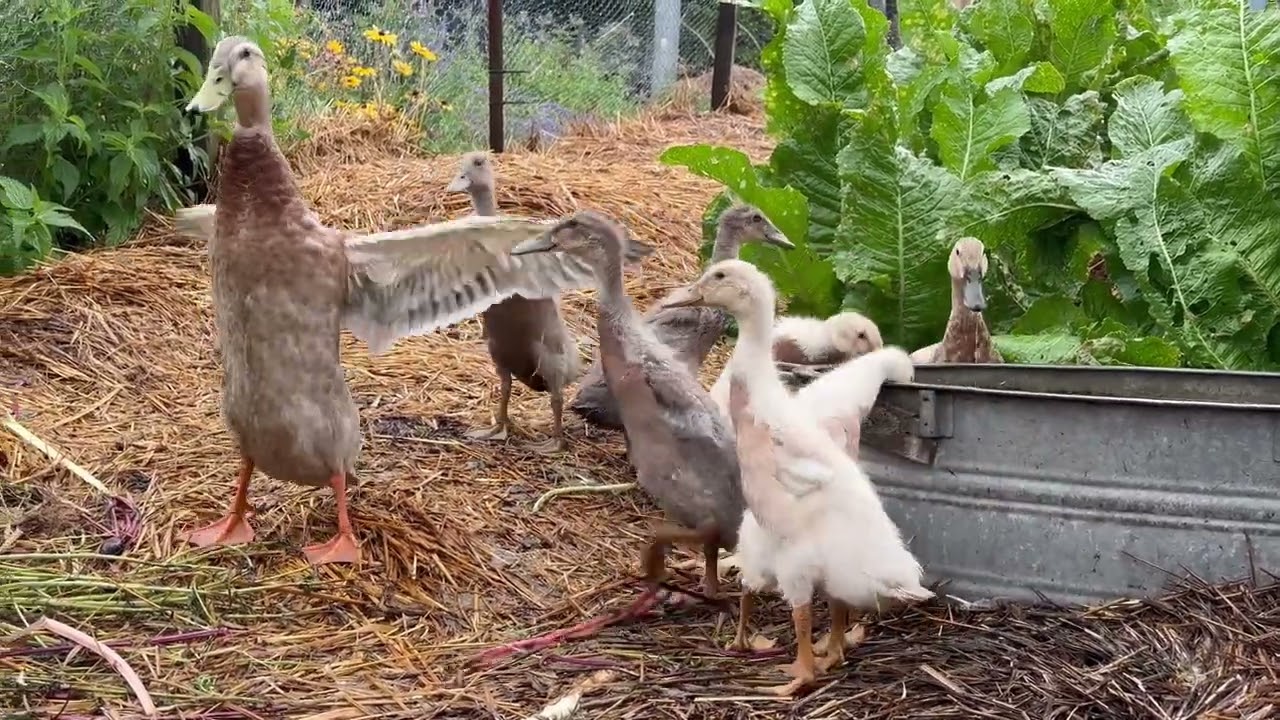 Kaczki biegusy indyjskie w Anielskich Ogrodach