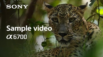 4K Sample Video | Alpha 6700 | Sony | α