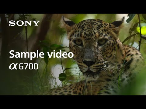 4K Sample Video | Alpha 6700 | Sony | α