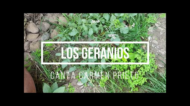 "LOS GERANIOS"  -  Canta Carmen Prieto -  Letra de...