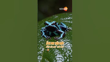 Ếch Phi Tiêu Độc - Nhỏ xíu mà “sắc bén”  #animals #dongvat #thếgiớiđộngvật #khámpháthiênnhiên