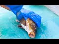 【稀少】コイのさばき方＆鯉料理フルコースの作り方！職人技 日本 京屋鯉清水 Cutting skill of Carp&Traditional Koi Cuisine in Japan!