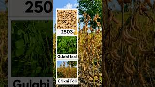 2503 Soybean | सोयाबीन की टॉप वैरायटी 2026 | Soyabean ki best variety #shorts